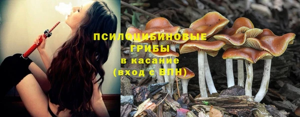 PSILOCYBIN Волосово